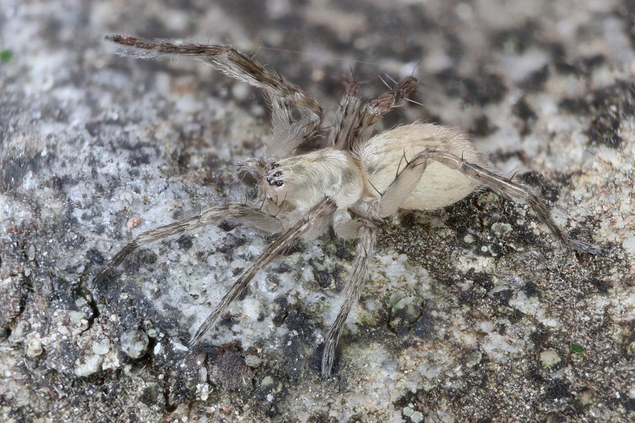 Anyphaena sp. - Portovenere (SP)